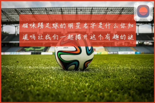 猫咪踢足球的明星名字是什么你知道吗让我们一起揭开这个有趣的谜团吧